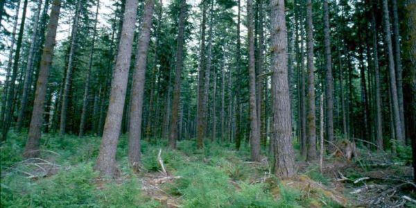 Tree Planting Forestry Services