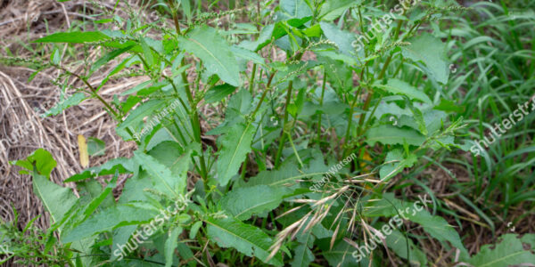 invasive weed control
