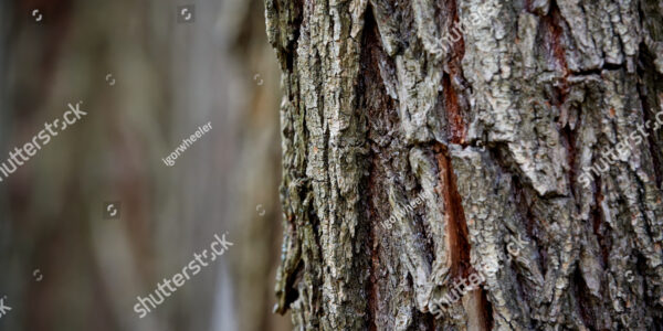 Woody Release Treatments